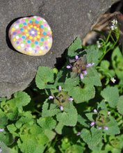 Load image into Gallery viewer, Hide and Seek Rock Painting Kit