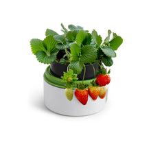 Load image into Gallery viewer, Science Can Plant Growth Station
