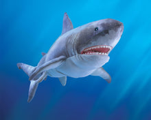 Load image into Gallery viewer, Great White Shark Hand Puppet
