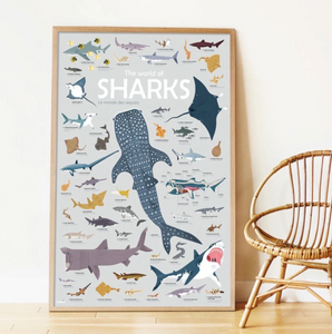 Poster - Sharks