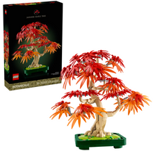 Load image into Gallery viewer, Japanese Red Maple Bonsai Tree
