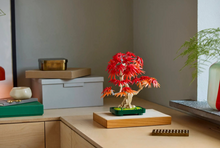 Load image into Gallery viewer, Japanese Red Maple Bonsai Tree
