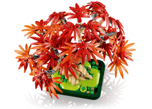 Load image into Gallery viewer, Japanese Red Maple Bonsai Tree
