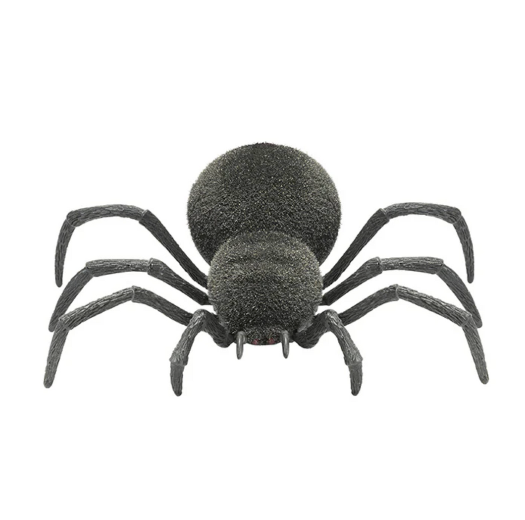 Spooky Spider